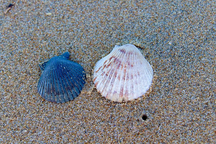 Shell Photograph - Side By Side Shells by Brian Eberly