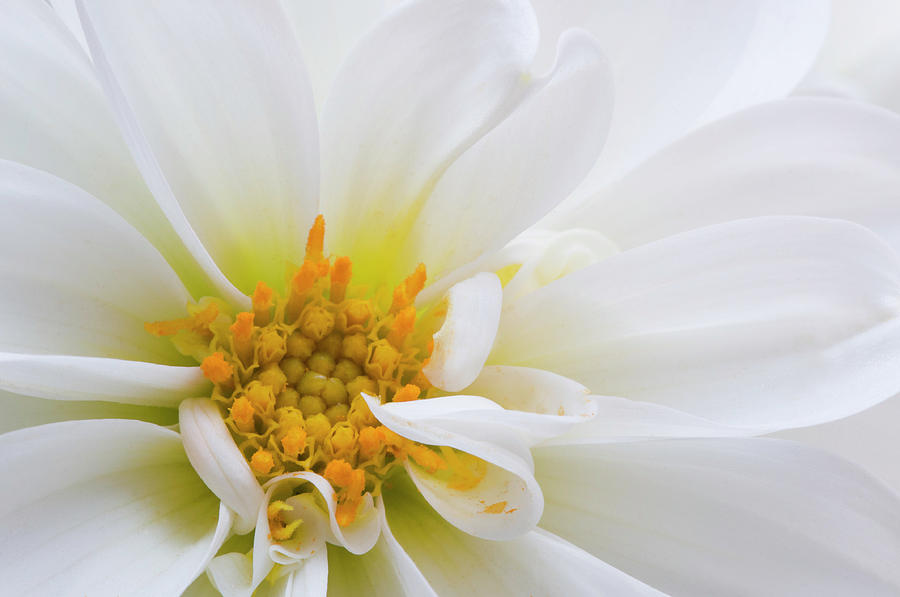 Side Dahlia Photograph by Carolyn DAlessandro