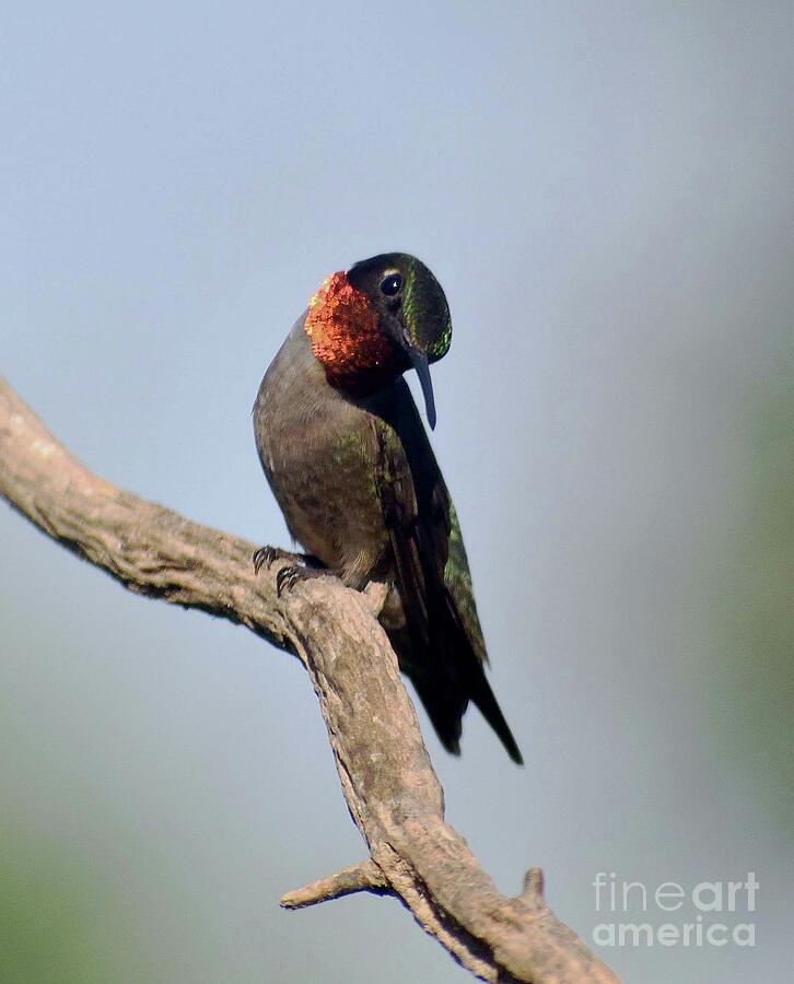 Side Glance - Ruby-throated Hummingbird Photograph