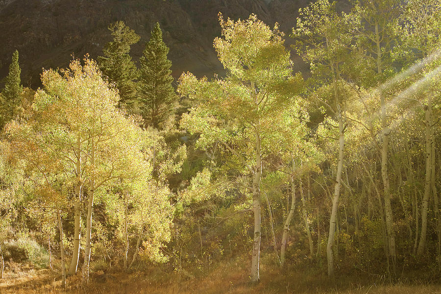 Side-lit Aspens - Autumn In Eastern Sierra California Photograph