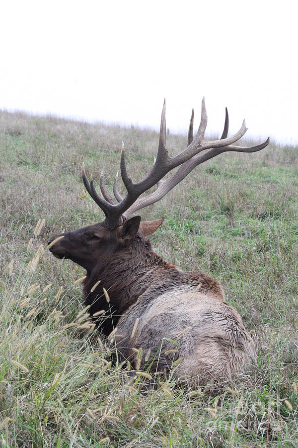 Side of Antlers - elk Photograph by Lynn Michelle