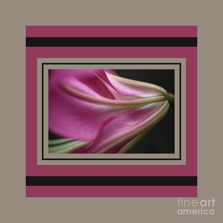 Side Of Pink Lily With Design Photograph by Joy Watson