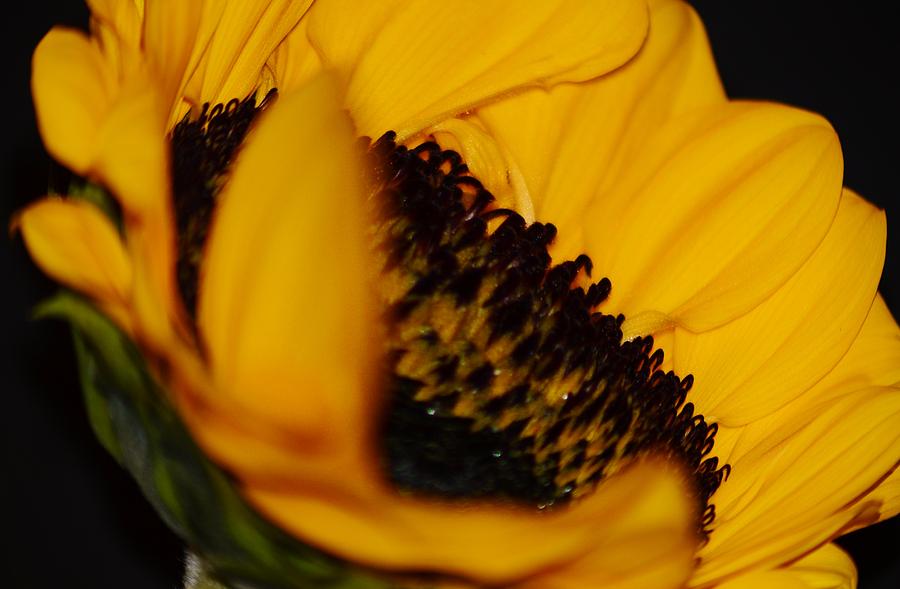 Side of Sunflower Fisheye Photograph by Warren Thompson