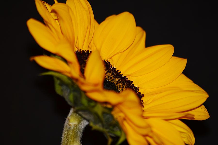 Side of Sunflower Photograph by Warren Thompson