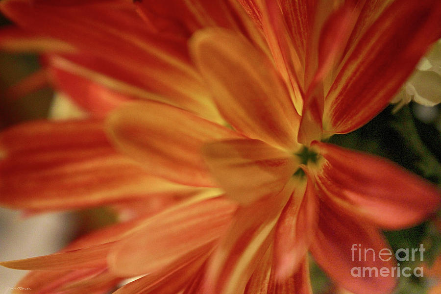 Side Petals Photograph by Jeanne OConnor - Fine Art America