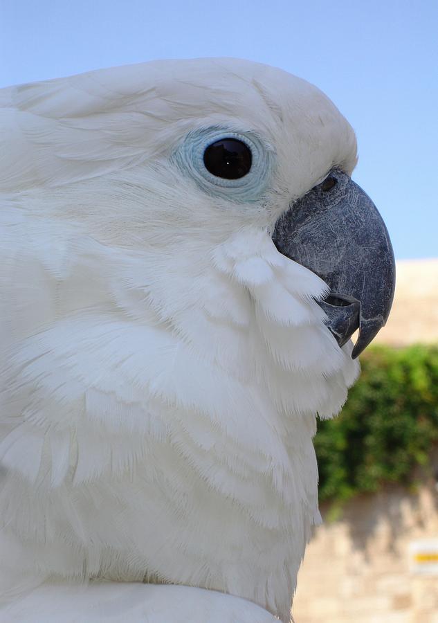 Side Portrait Of A Blue-Eyed Cockatoo Photograph by Taiche Acrylic Art