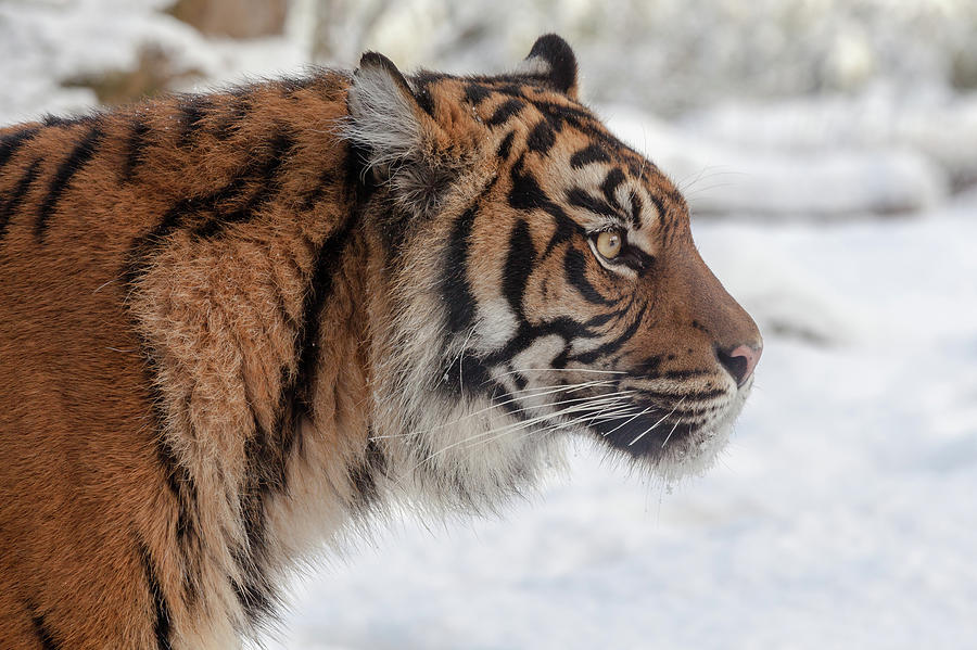 Side portrait of a Sumatran Tiger in the snow Photograph by Tim Abeln