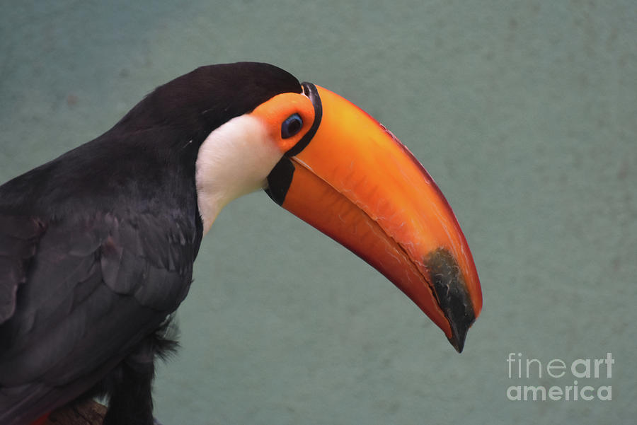 Side Profile of a Toucan Bird with a Large Bill Photograph by DejaVu Designs
