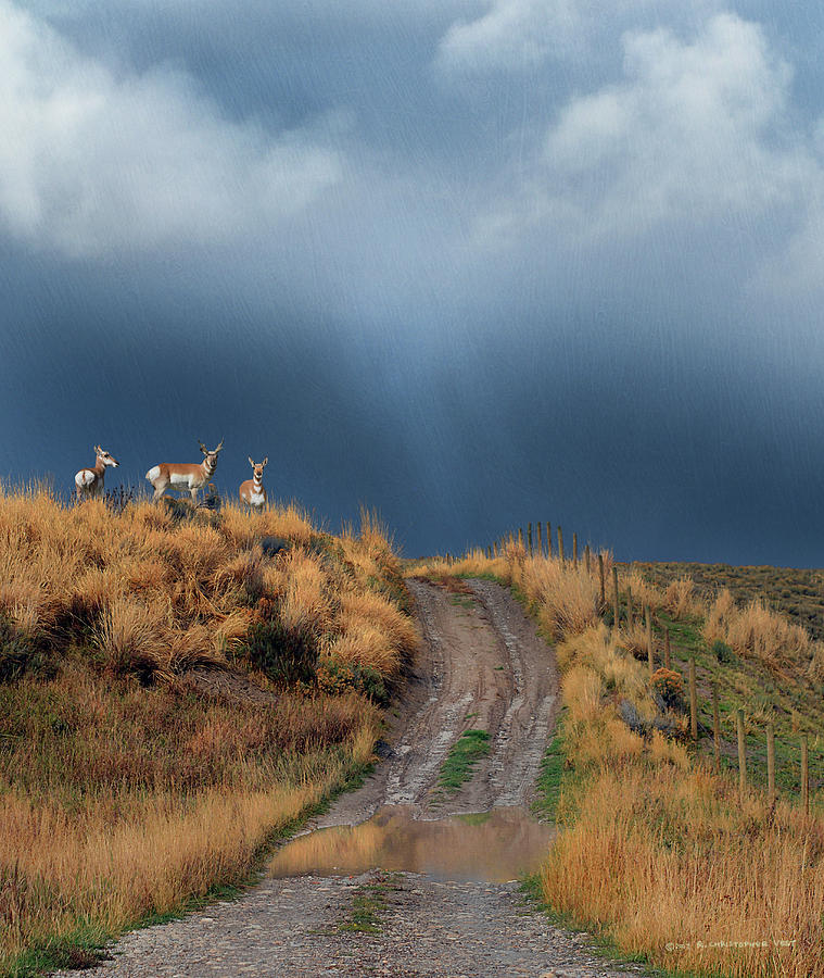 Yellowstone National Park Digital Art - Side Road In Idaho With Pronghorn  by R christopher Vest