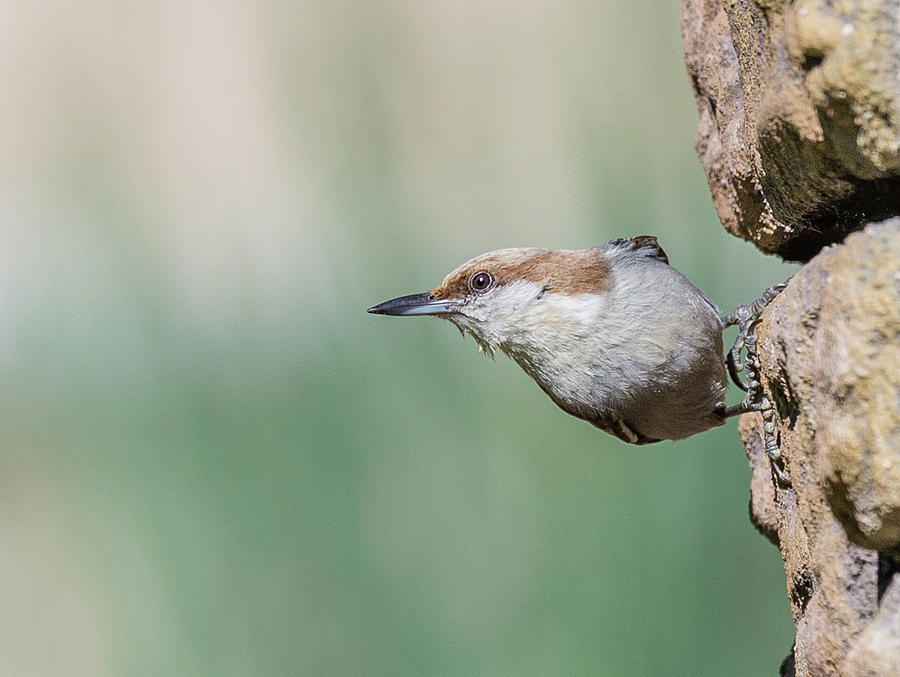 Side Stretch, Brown-headed Nuthatch, Sitta pusilla Photograph by Christy Cox