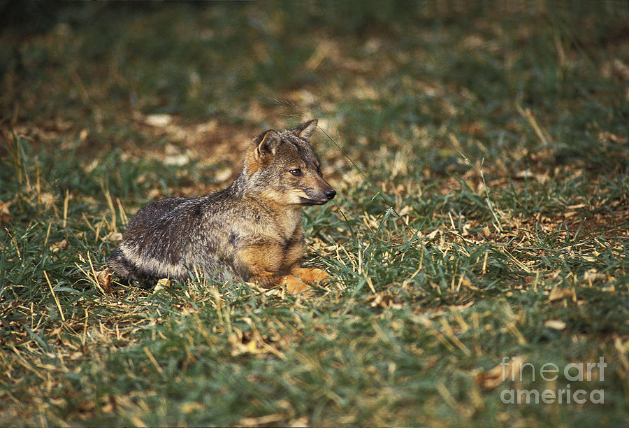 Side-striped Jackal Canis Adustus Photograph by Gerard Lacz