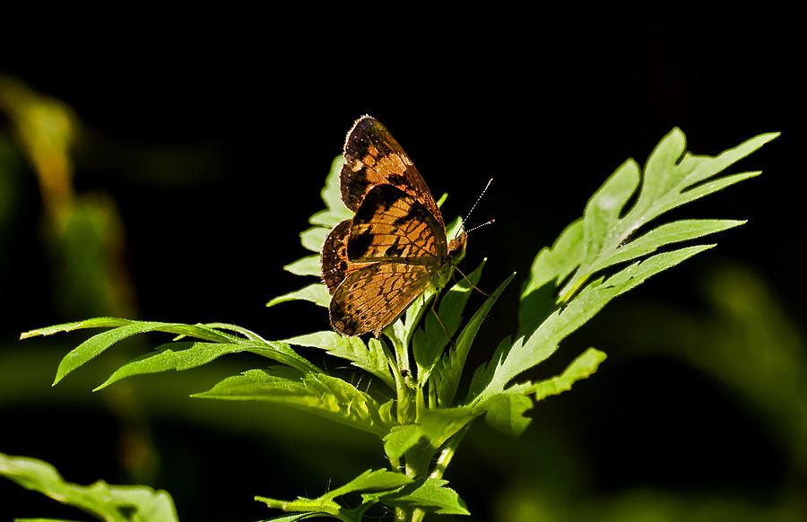 Side View Butterfly On a Leaf  Photograph by Michael Whitaker