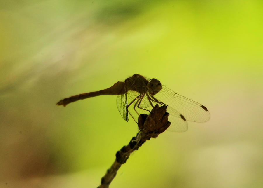 Side view of a day dreaming dragonfly  Photograph by Jeff Swan