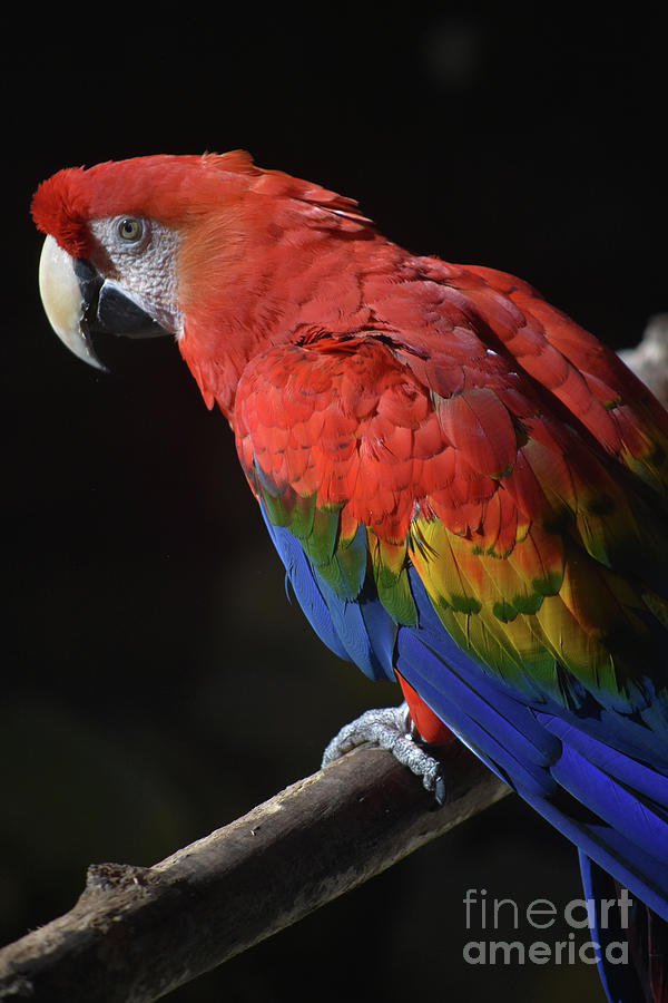 scarlet macaw sitting