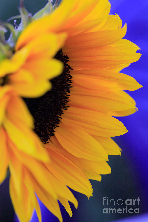 Nature Photograph - Side view of a sunflower by Deborah Benbrook