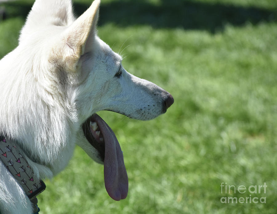 Side View of a White German Shepherd Dog  Photograph by DejaVu Designs