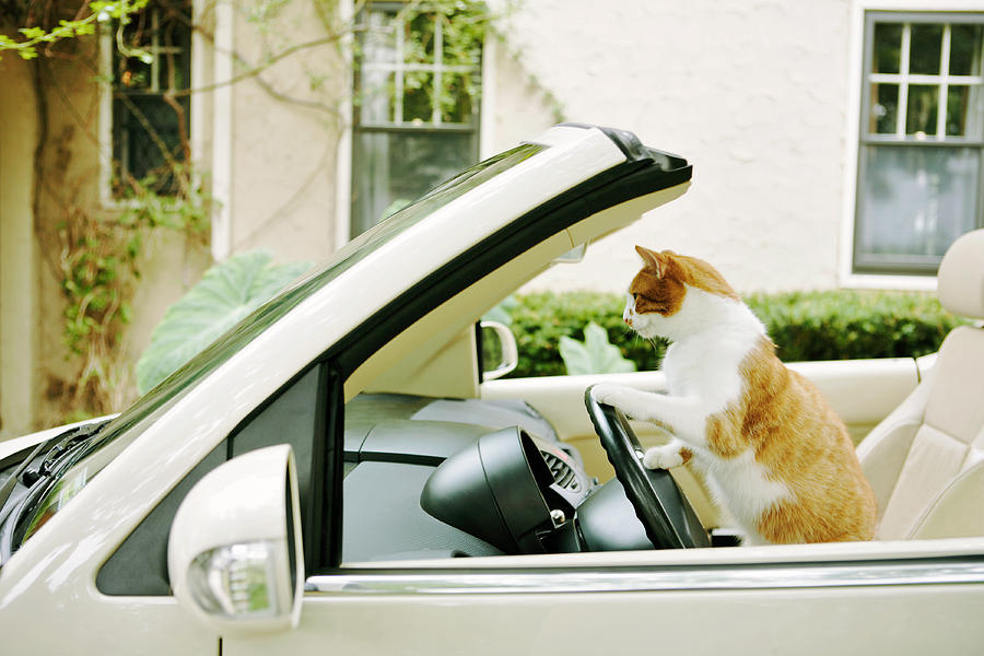Animal Photograph - Side View Of Cat Driving Car by Gillham Studios