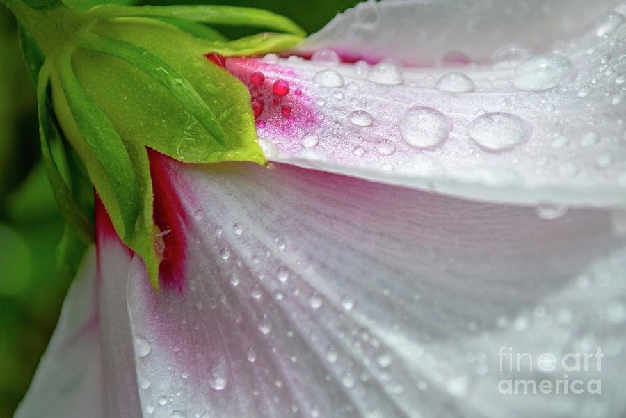 Side View of Hibiscus Drenched in Rain Photograph by Srinivasan Venkatarajan