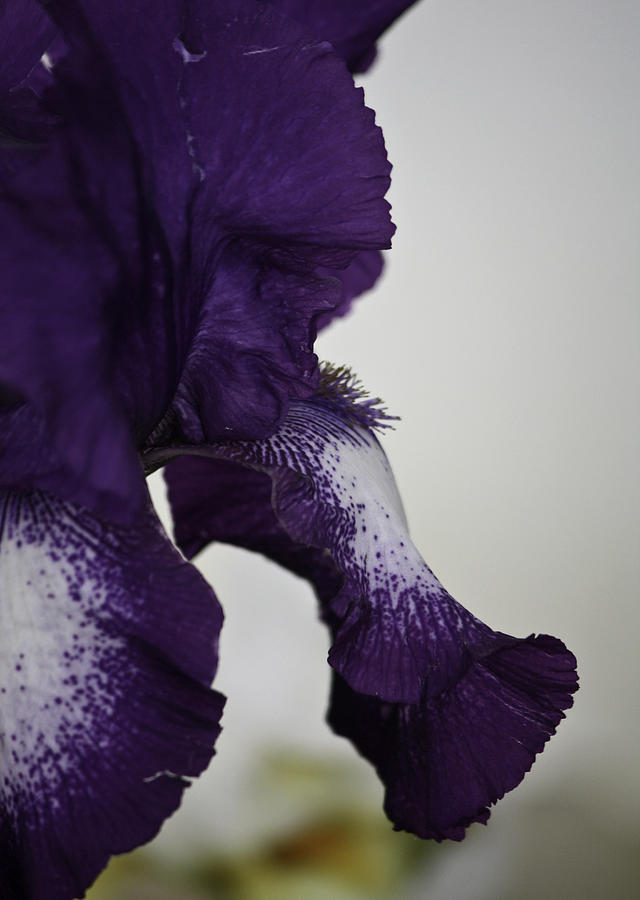 Side View Purple and White Iris Photograph by Teresa Mucha