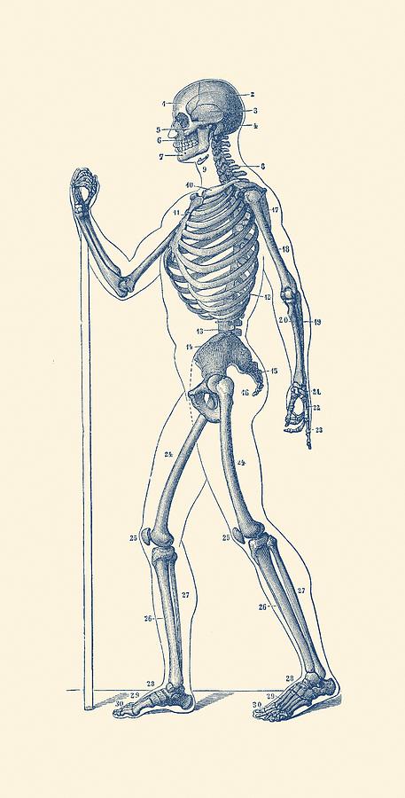 Side View Skeletal Diagram - Vintage Anatomy Poster Drawing by Vintage Anatomy Prints