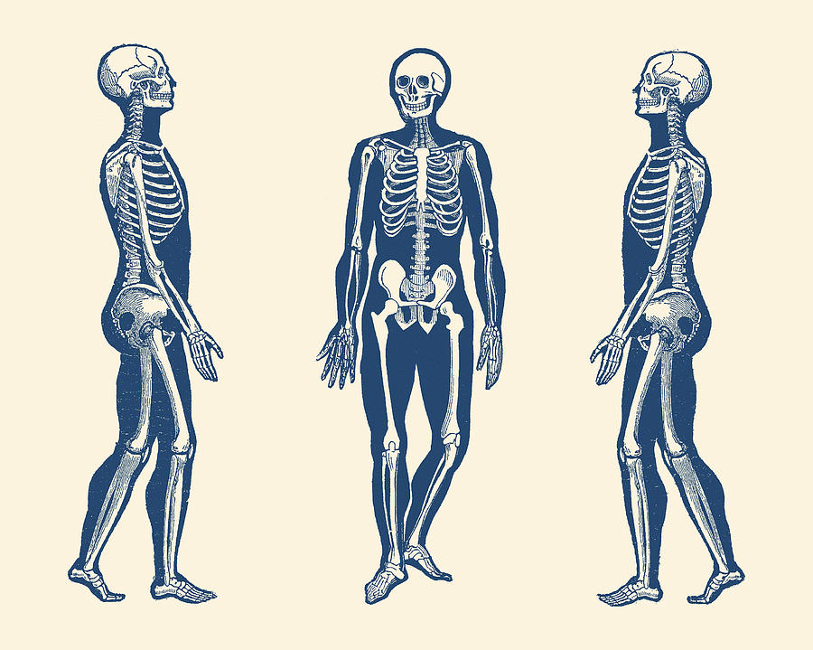 Side View Skeleton - Vintage Anatomy Print Drawing by Vintage Anatomy Prints