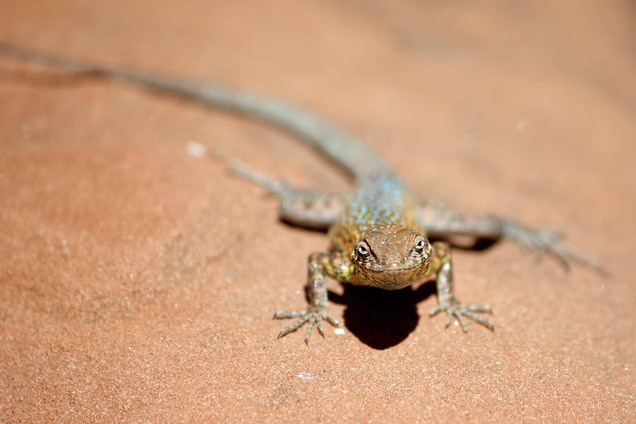 SideBlotch Lizard Photograph by Brook Burling
