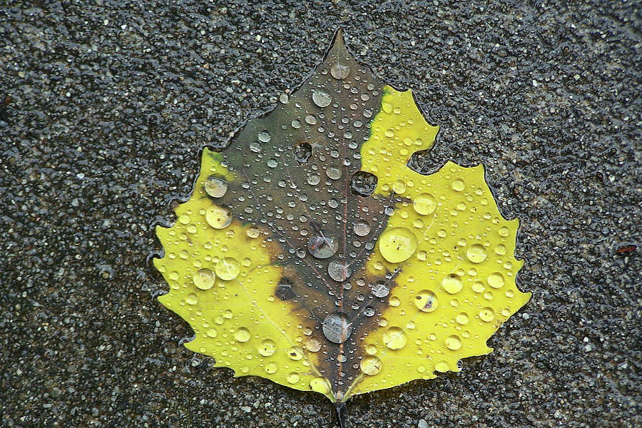 Sidewalk Leaf Photograph by Jerry Griffin