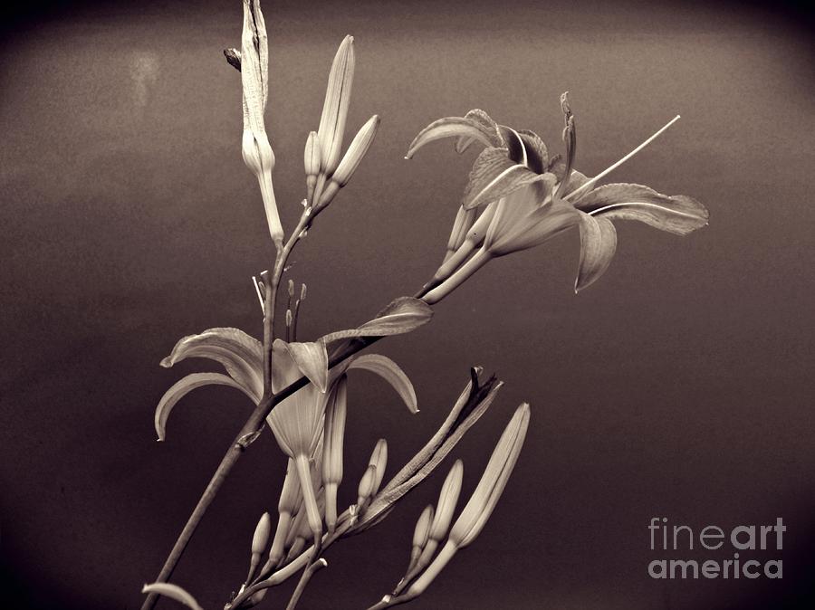 Lily Photograph - Sidewalk Lilies Sepia     by Sarah Loft