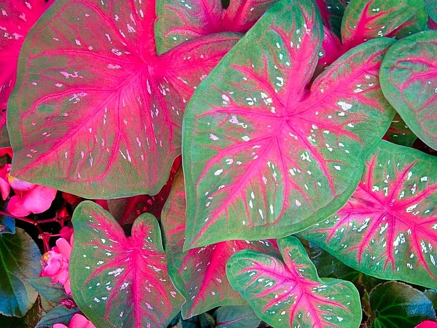 Sidewalk Pink and Green Photograph by Betty Buller Whitehead