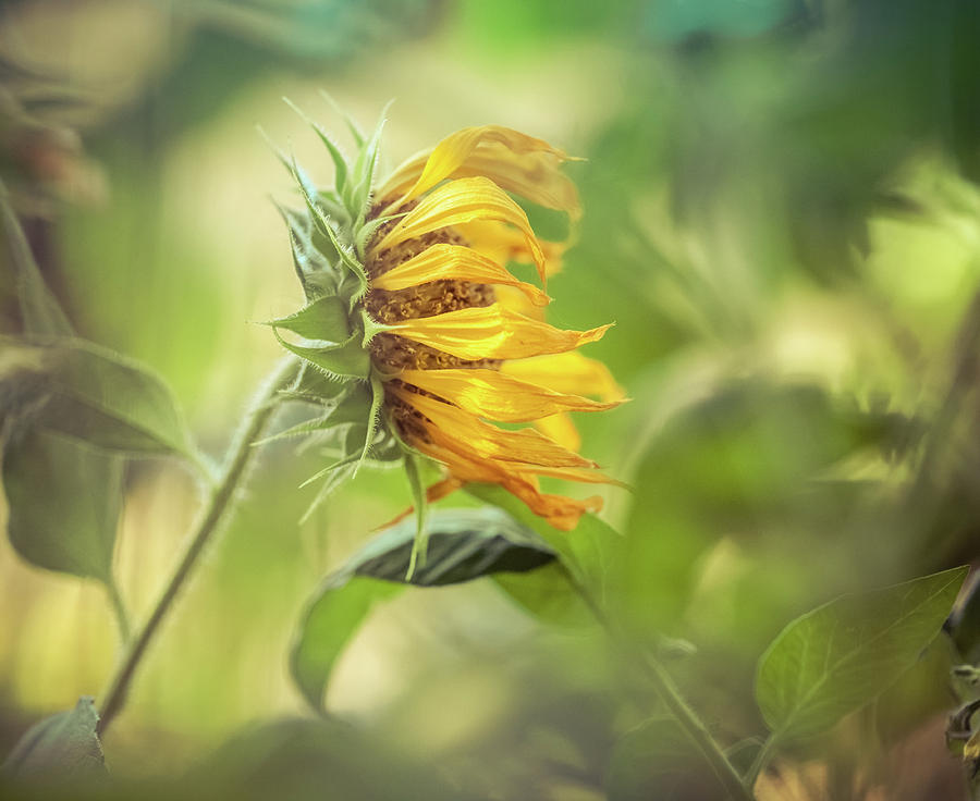 Sideway Sunflower Photograph