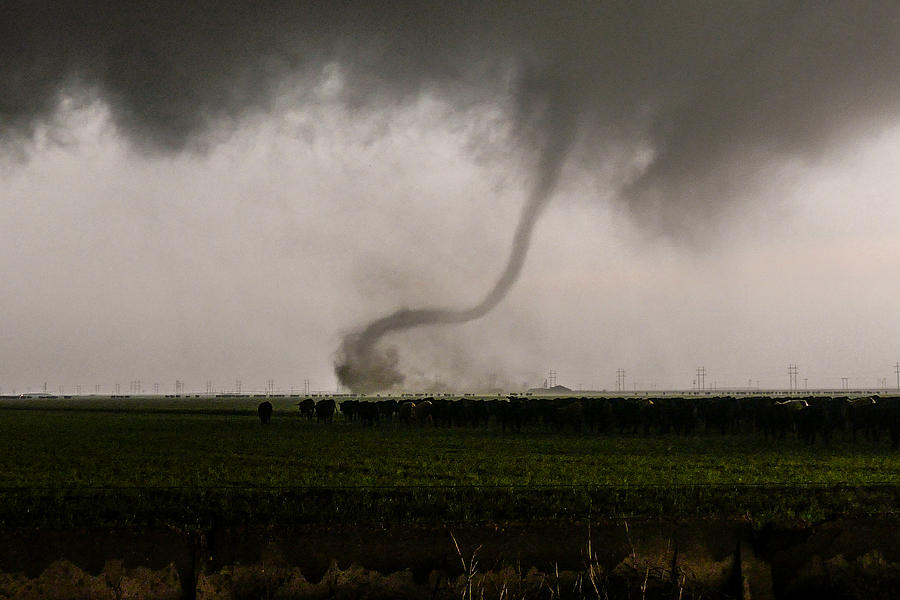 Sidewinder Photograph By Stas Speransky Fine Art America