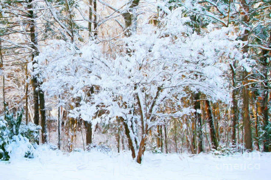 Siebold Viburnum in Snow Photograph by Anita Pollak