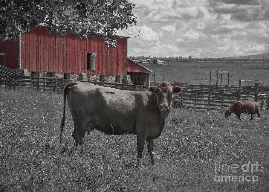 Sienna Cow and Red Barn Photograph by Janice Pariza