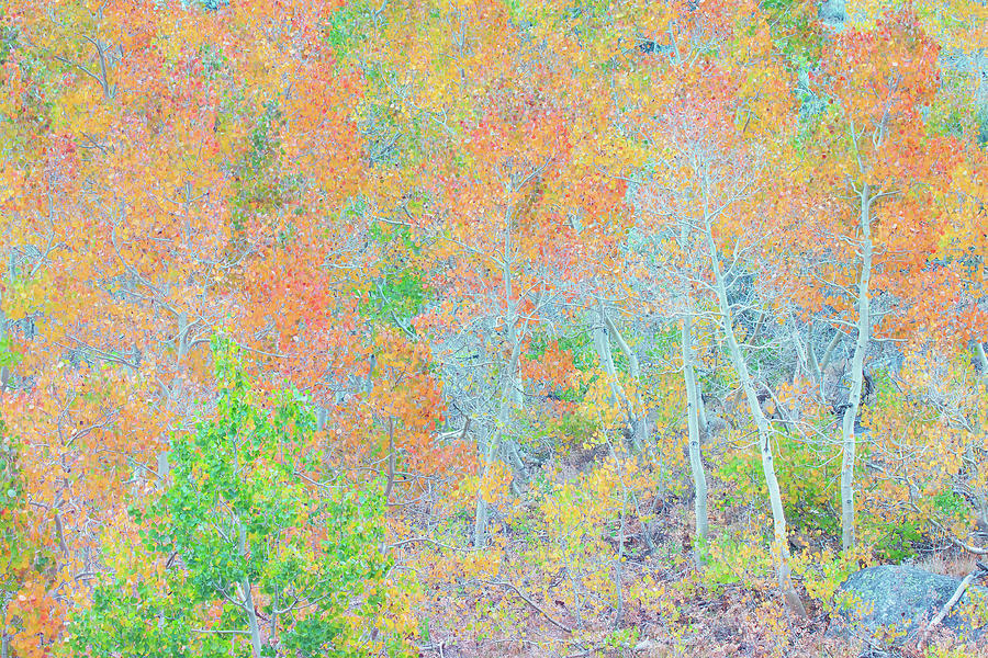 Tree Photograph - Sierra Autumn Color Palette by Ram Vasudev