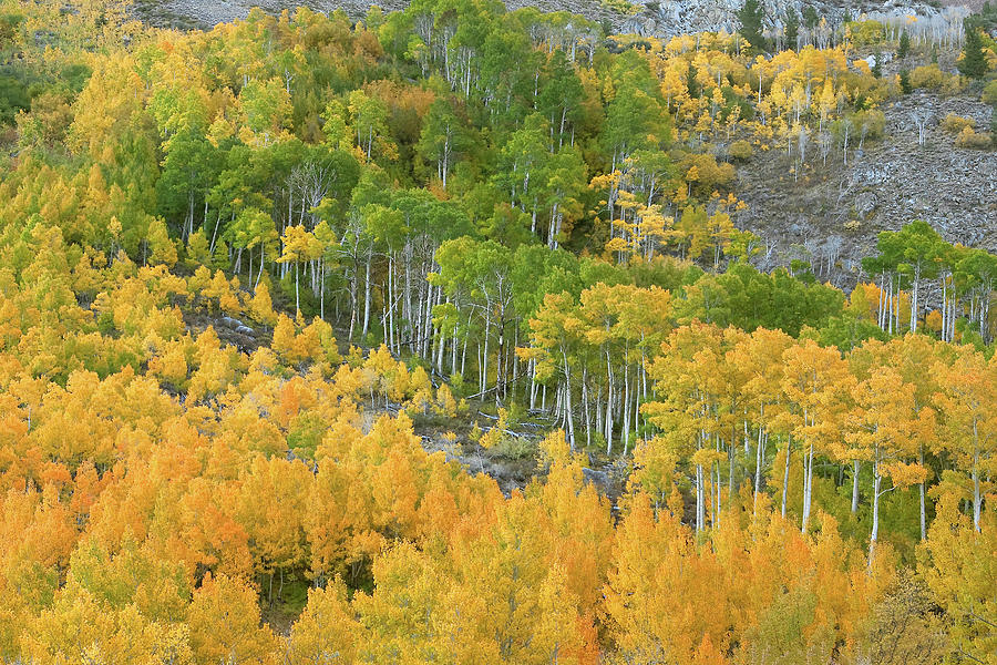 Mountain Photograph - Sierra Autumn Colors by Ram Vasudev