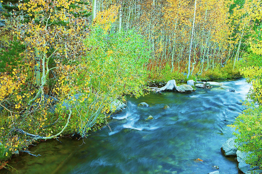 Sierra Autumn Splendor Photograph