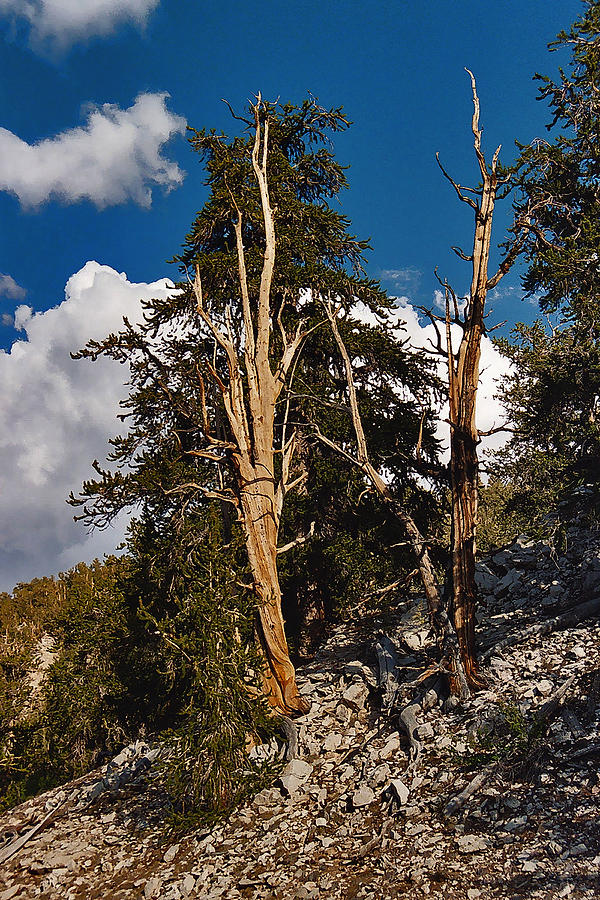 Sierra Cedar Painting by Larry Darnell