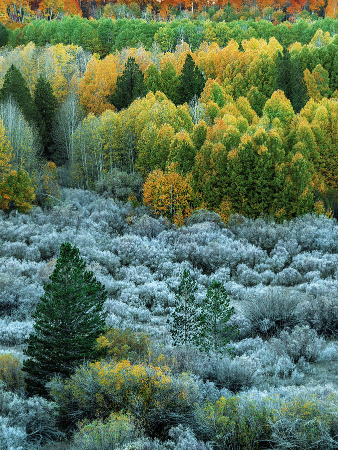 Sierra Fall Foliage Photograph by Steven Maxx