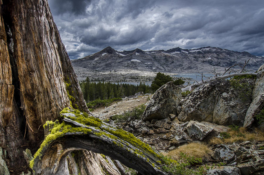 Landscape Photograph - Sierra Juniper and Lake Aloha by Howie Garber