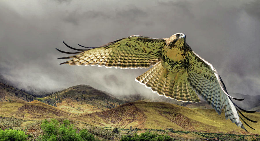 Hawk Photograph - Sierra Mist by Donna Kennedy