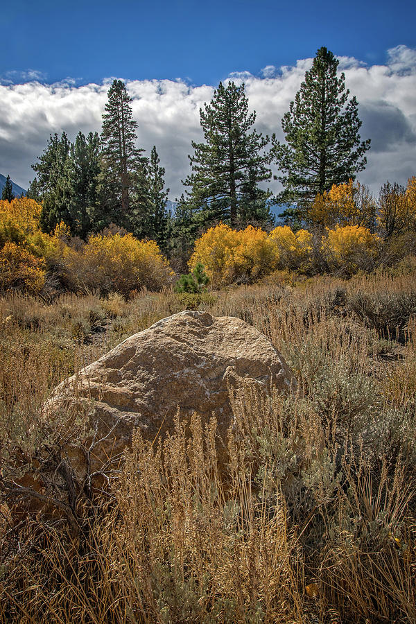 Sierra Nevada Fall Photograph by Lynn Bauer
