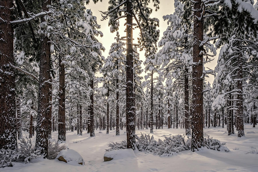 Sierra Nevada Forest Photograph by Maria Coulson
