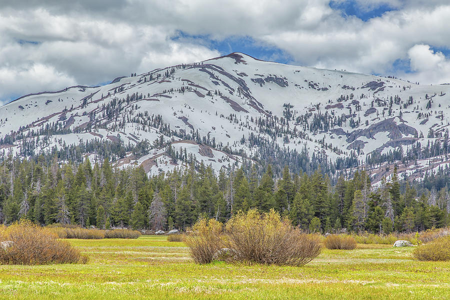 Sierra Nevada Meadow in Spring Photograph by Marc Crumpler