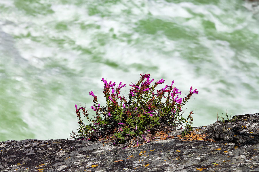 Sierra Penstemon and Whitewater Photograph by Rick Pisio
