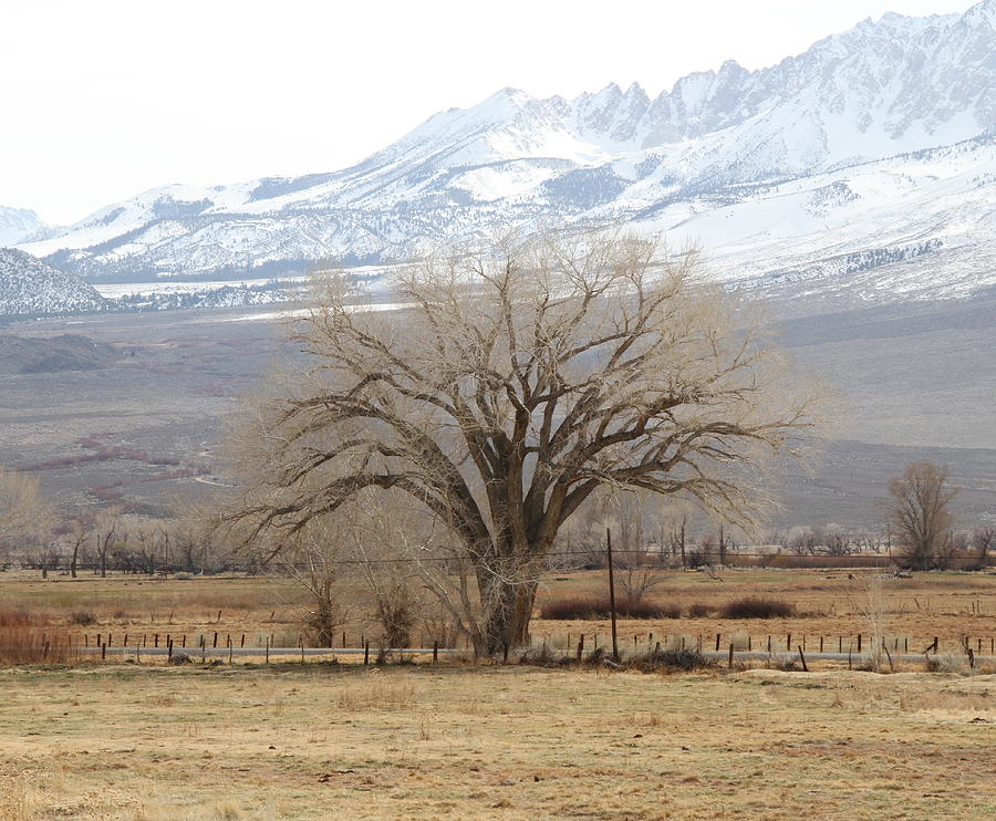 Sierra Tree by Michael Cobb Sierra Tree by Michael Cobb