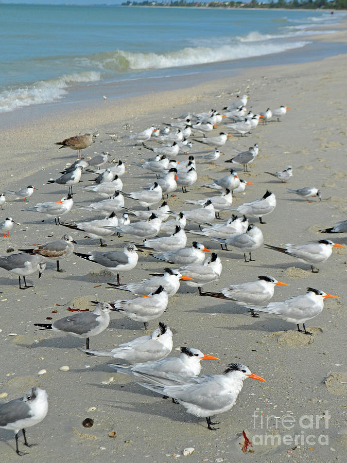 Siesta Key Shore Birds Digital Art