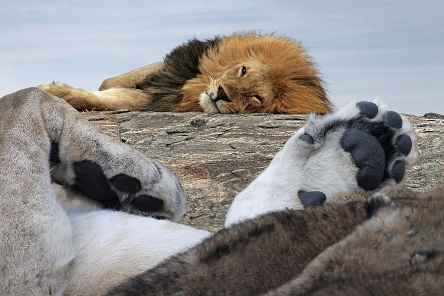 Siesta Time For Lions in Africa Photograph by Gill Billington