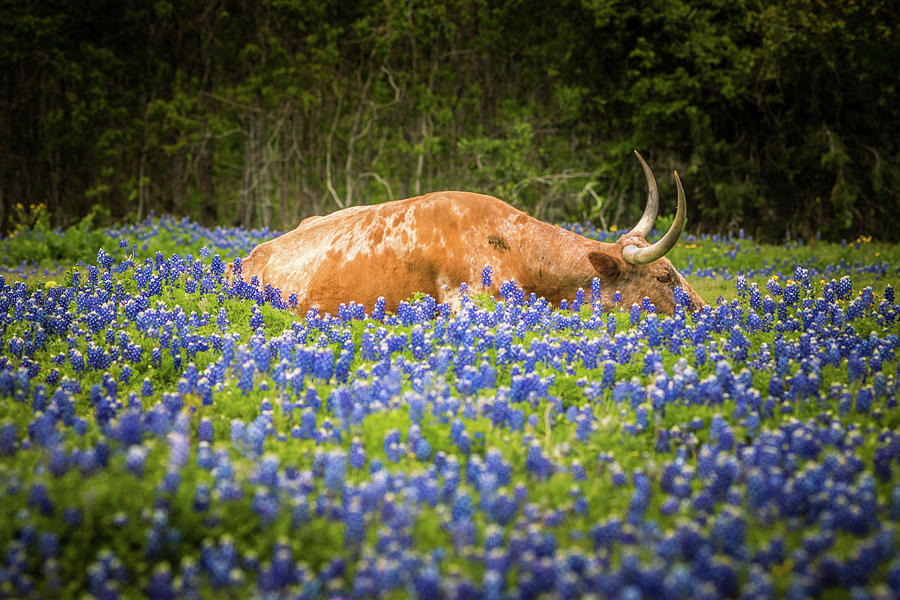 Siesta Time Photograph by Tom Weisbrook - Pixels