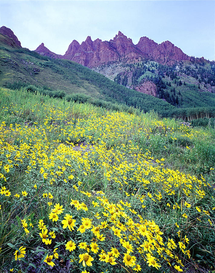 210405-Sievers Mountain and Sunflowers  Photograph by Ed  Cooper Photography