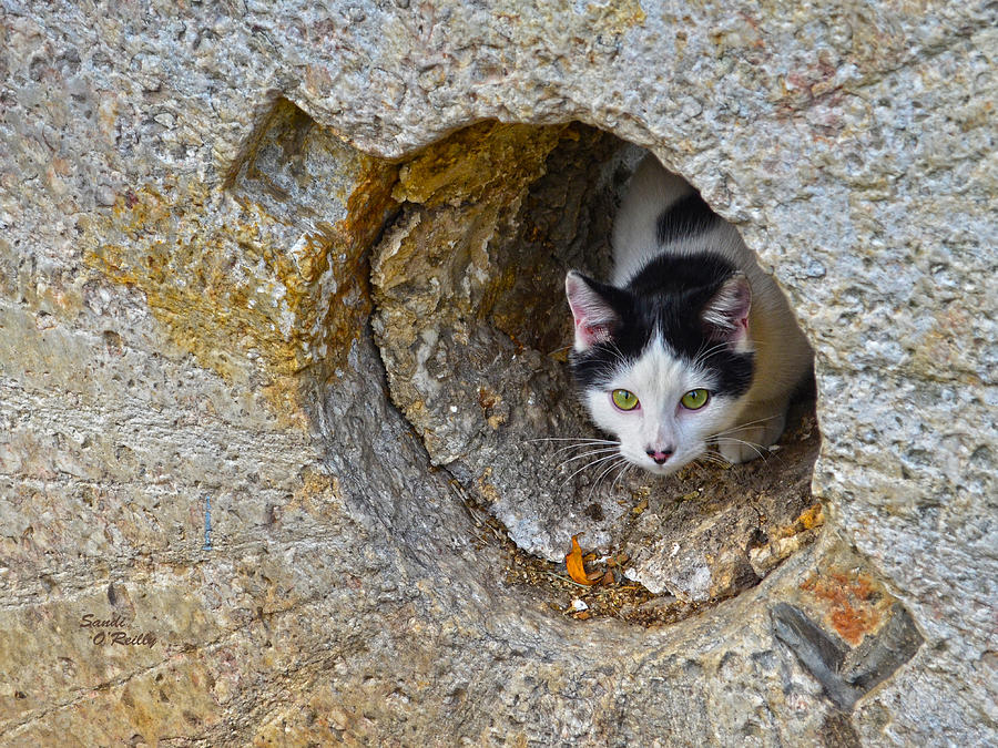 Nature Photograph - Sifter The Cat Inside Old Millstone by Sandi OReilly